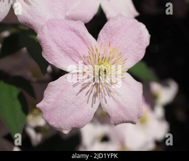 Makroaufnahme einer einzelnen rosa Clematis-Blume in voller Blüte an einem hellen, sonnigen Tag. Variety `Montana`. Stockfoto